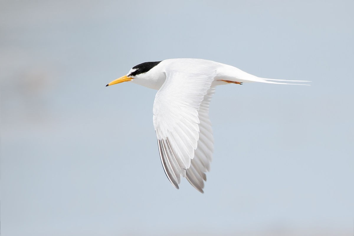 /storage/Little Tern in flight