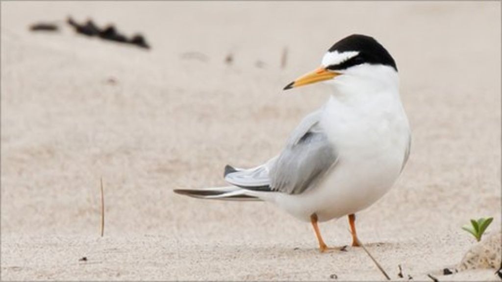 /storage/Little Tern is a threatened species in Britain
