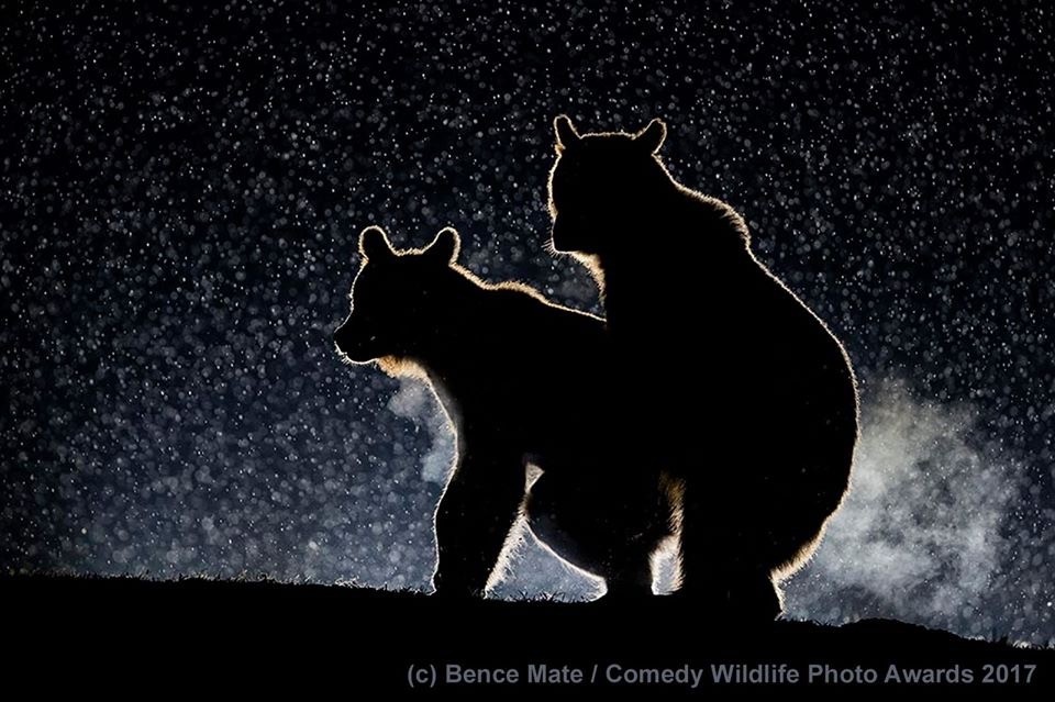 /storage/Spread the love bears cuddling