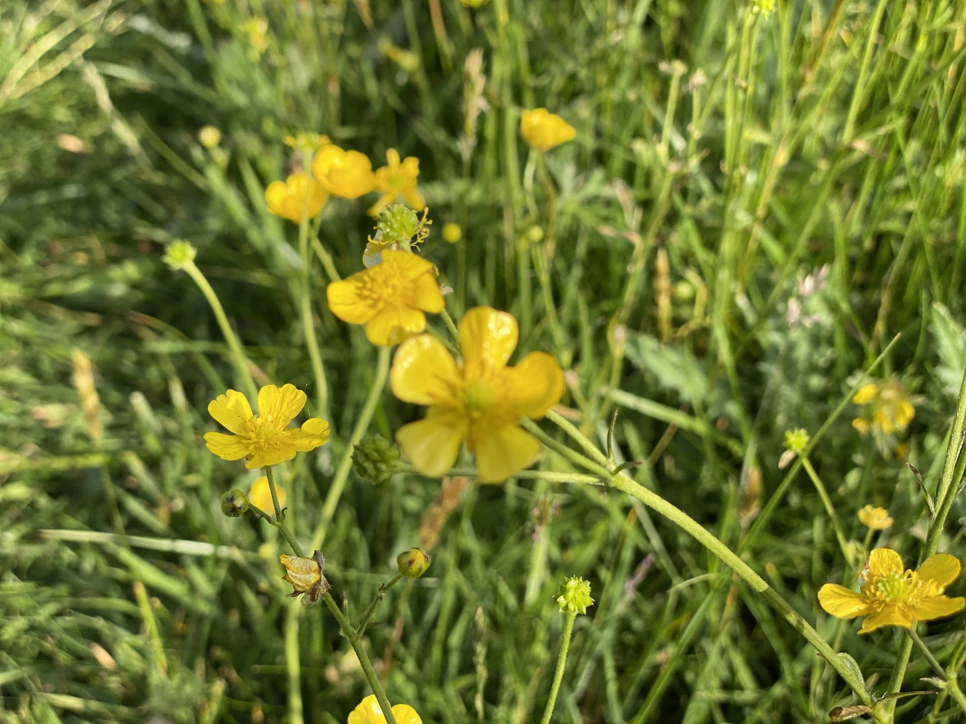 Yellow wild buttercups in Suffolk.