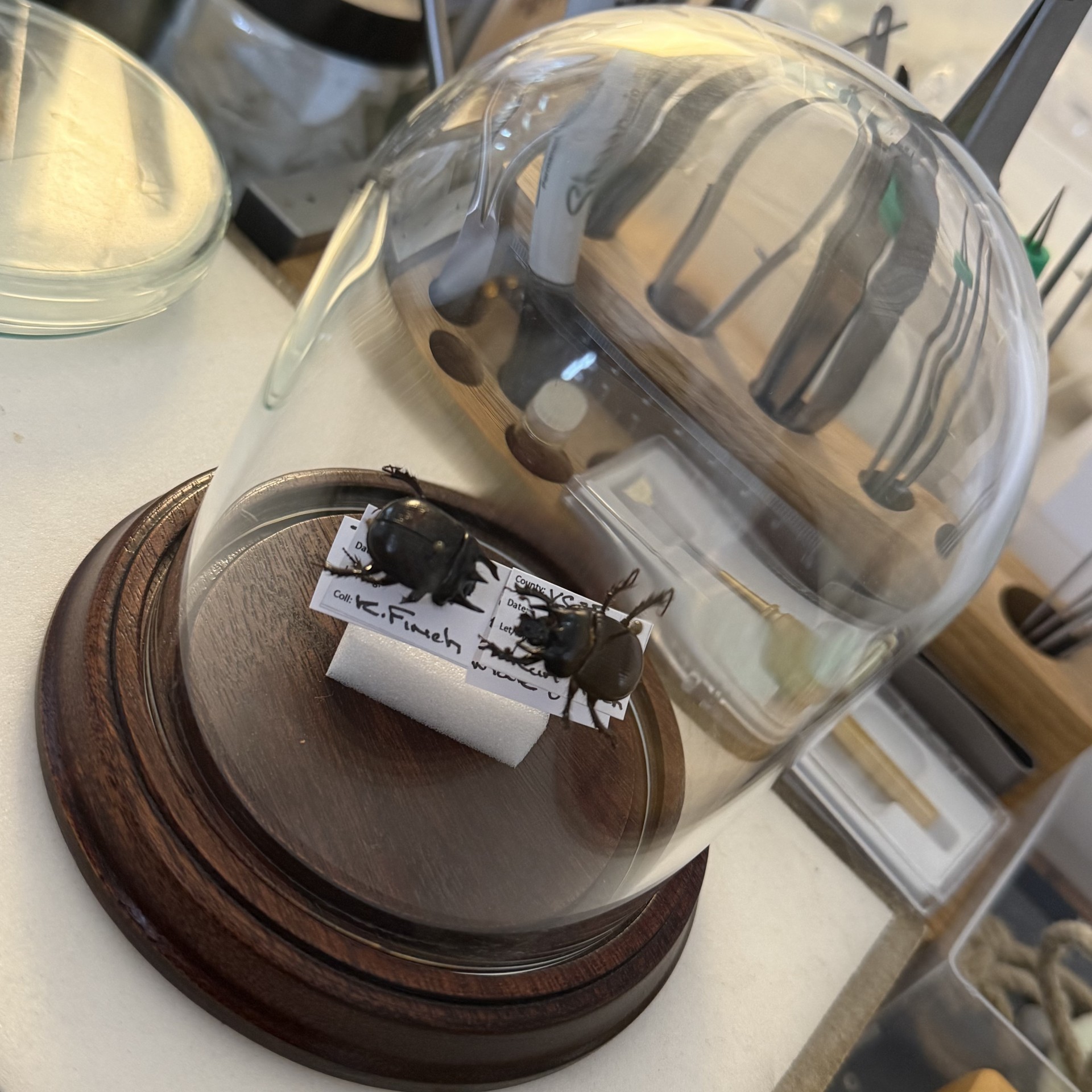 Curation of insect specimens with the Entomology Club in Suffolk.