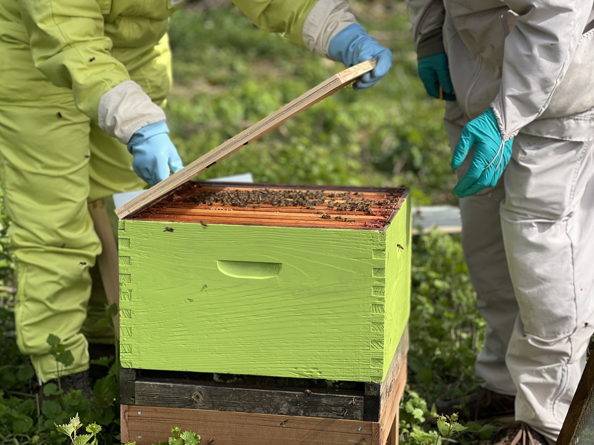 NOMAD Community Projects bee keepers maintaining a bee hive.