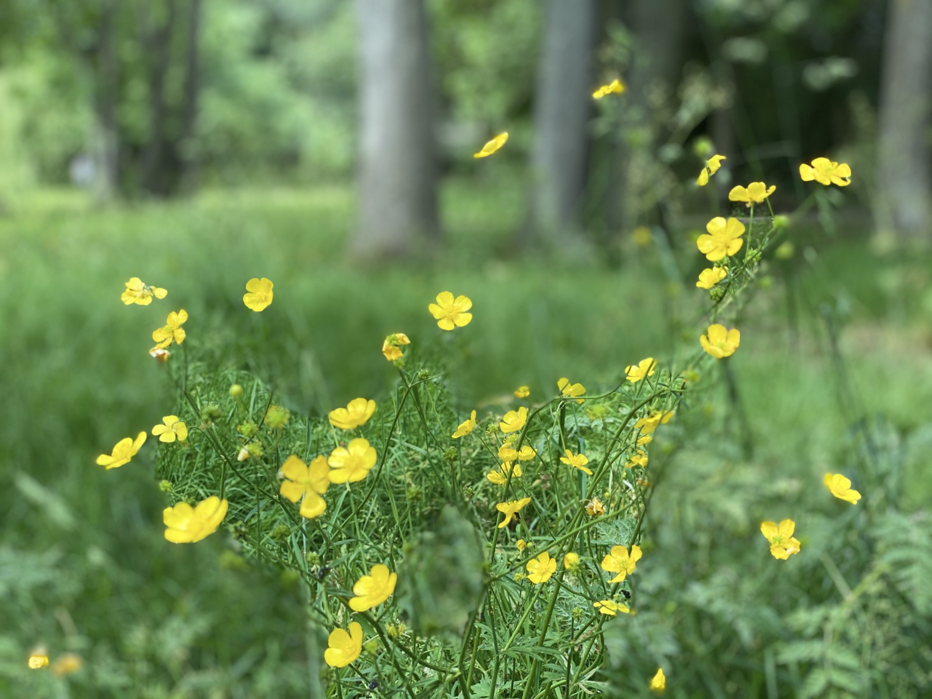 Yellow buttercups.