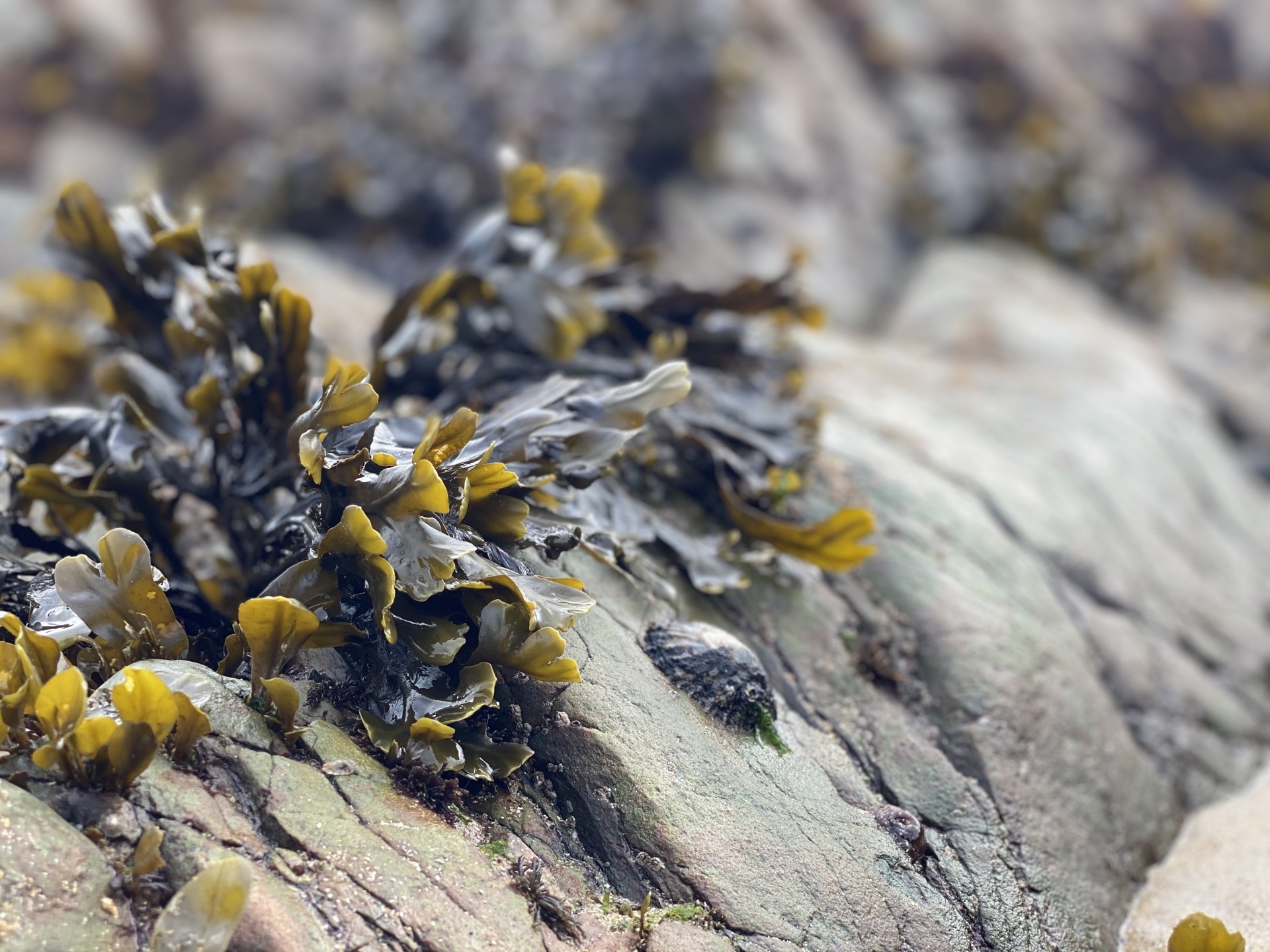 Brown green sea weed on a rock