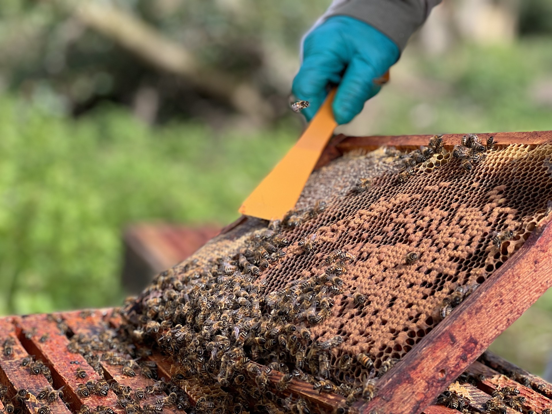 /storage/Hive tool used with a bee colony.