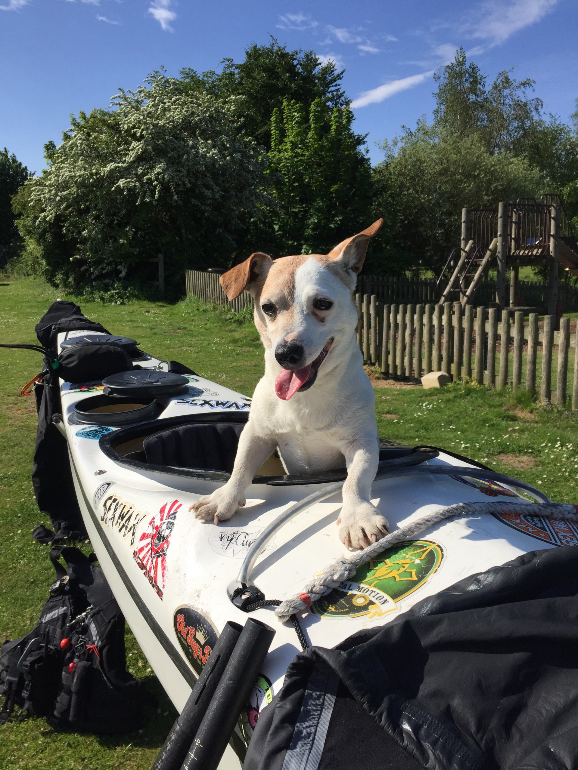 /storage/Jack Russel 'Stitch' sitting in a sea kayak with NOMAD Sea Kayaking.