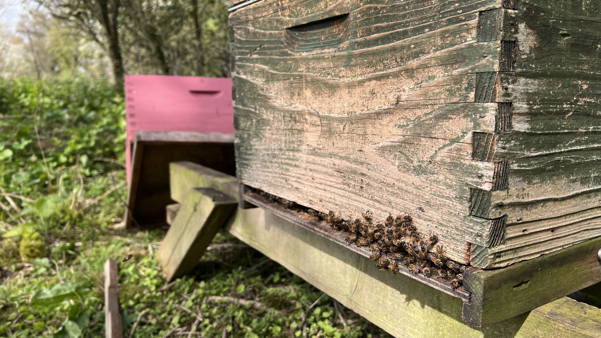 Bees clustering at the landing stage of the hive.