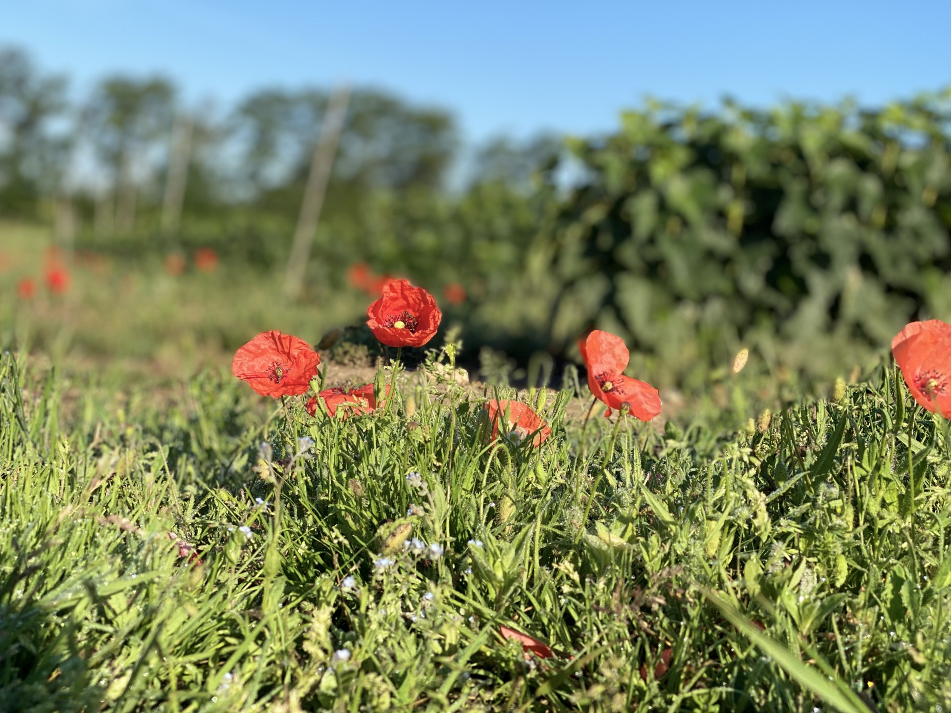 Wild Poppys in Suffolk countryside.