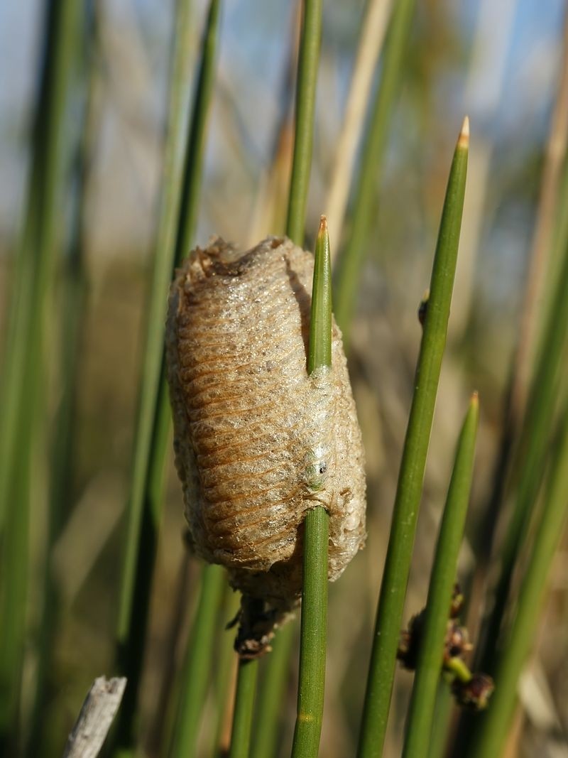 Mantis religiosa egg case