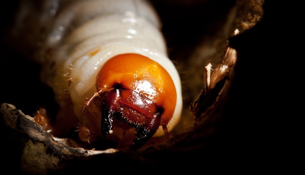 Lucanus larvae grub Lucanidae gestating in wood.