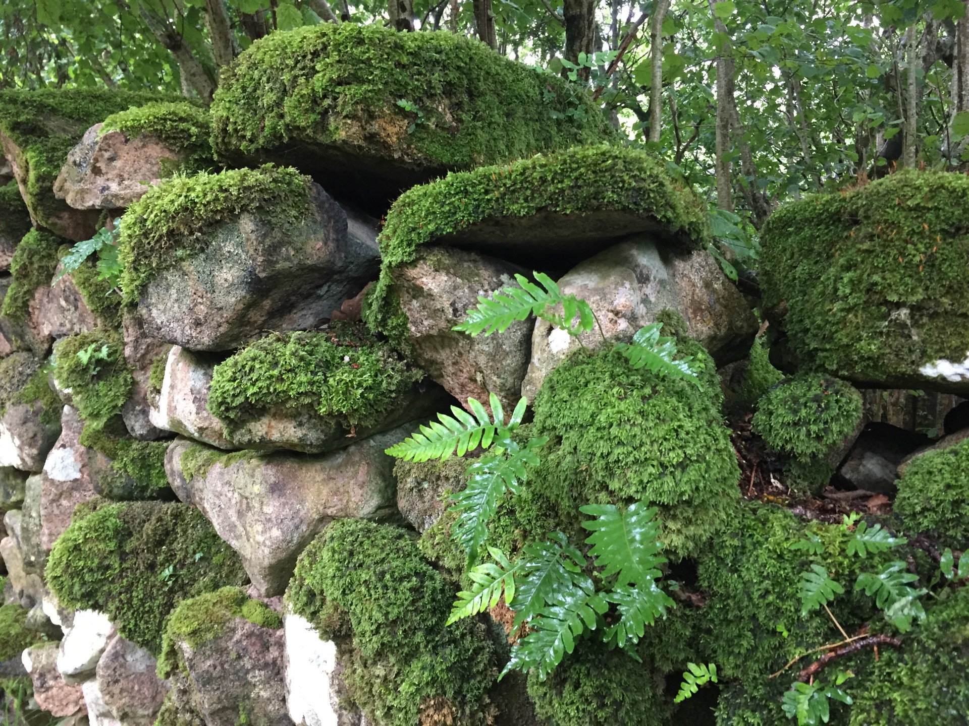 A moss covered stone wall in the Lake District