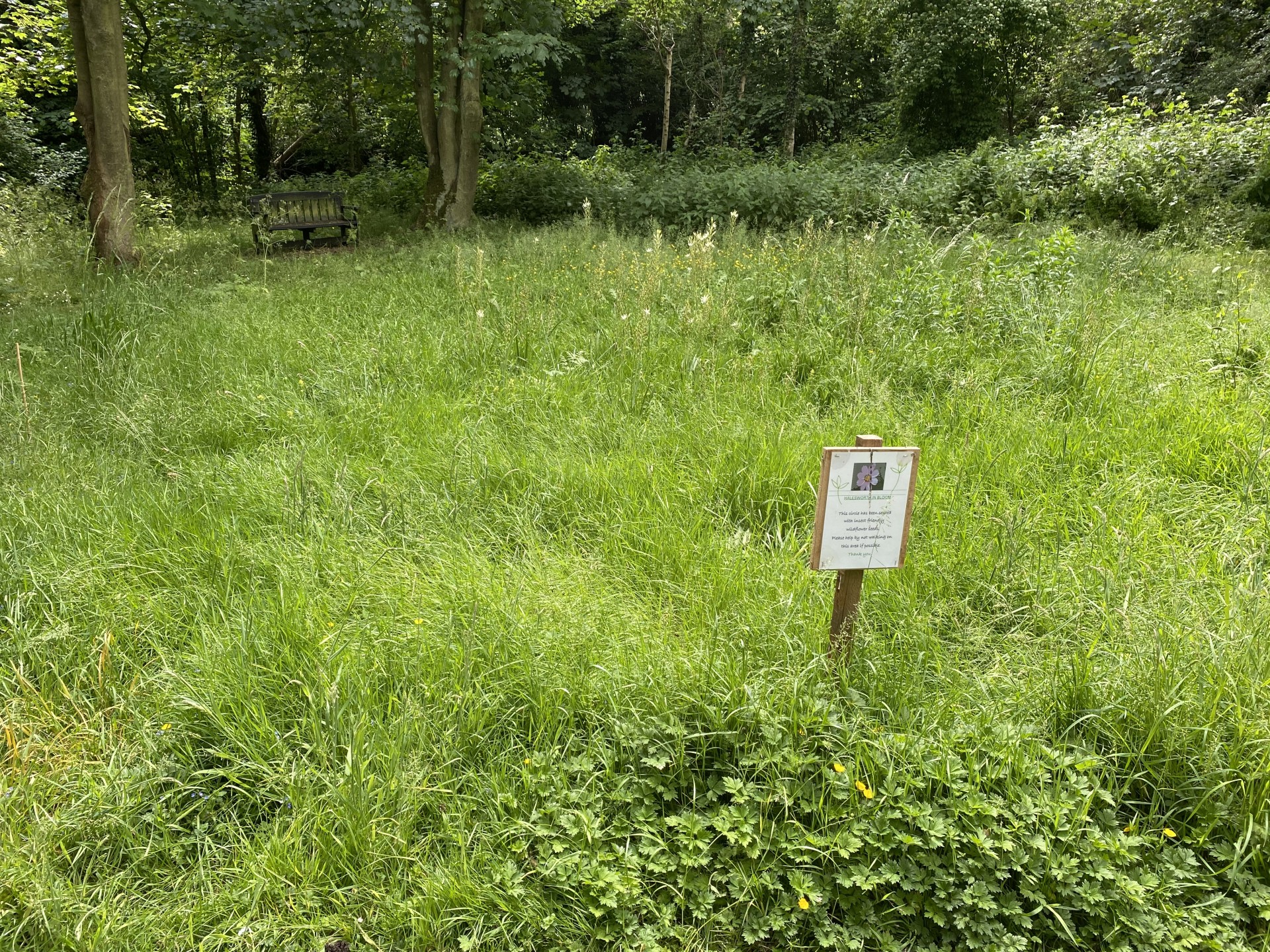 Thick, lush ground cover.