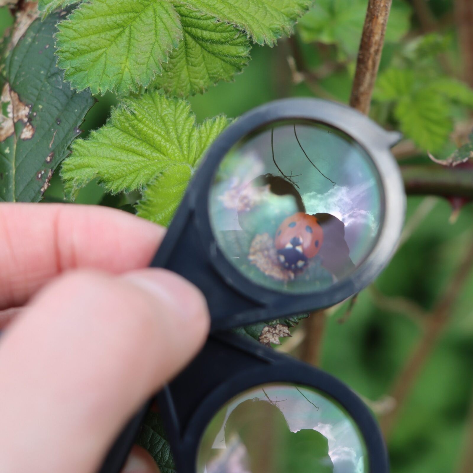 Using a hand loupe 10x magnification on the Introduction to Field Entomology course in Suffolk.