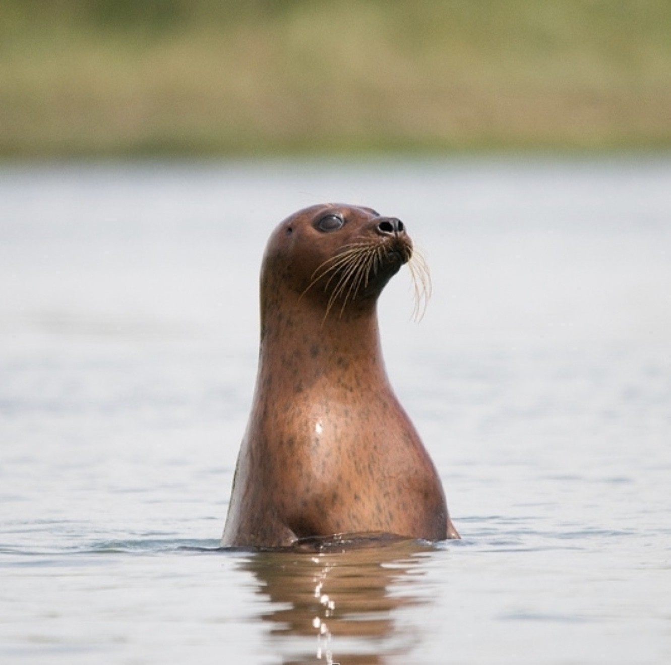 Harbour and grey seals on the seal colony kayaking trip.