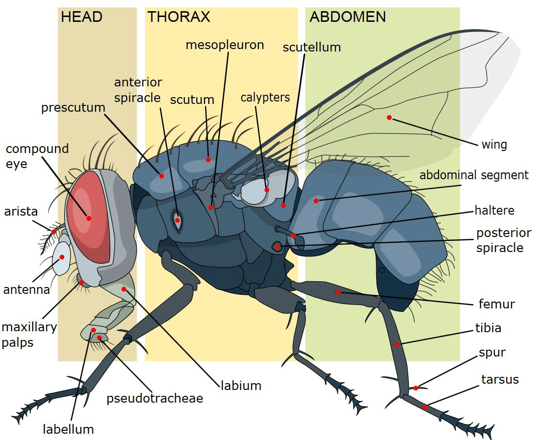 Insect body parts guide on the Introduction to Field Entomology course in Suffolk.