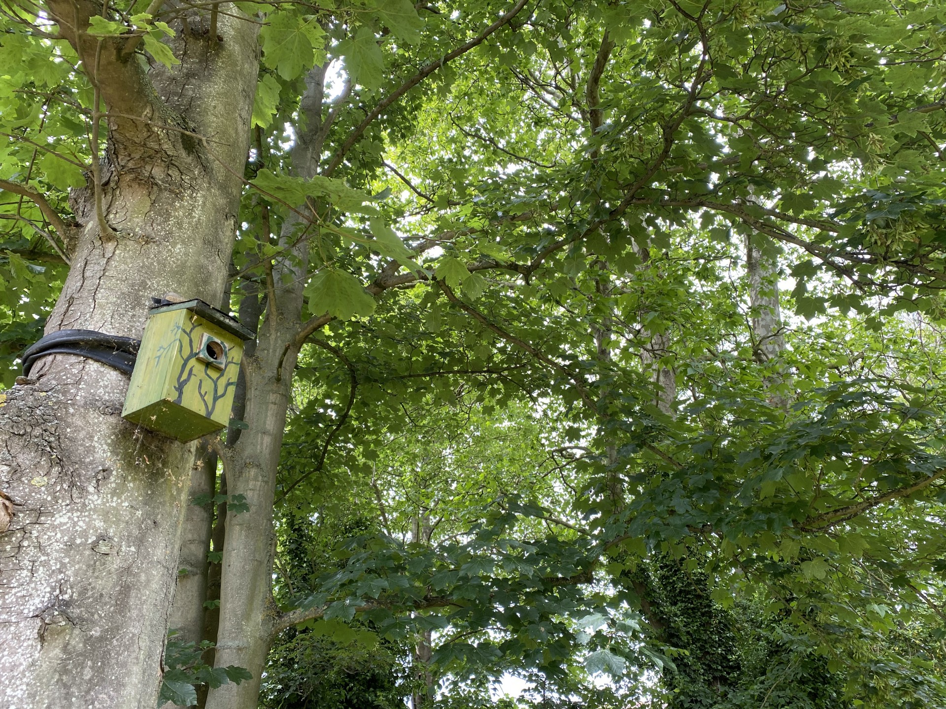 Bird boxes in trees.