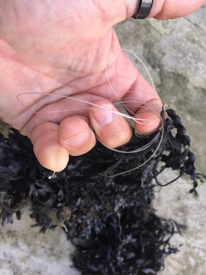 Fishing line tangled amongst seaweed