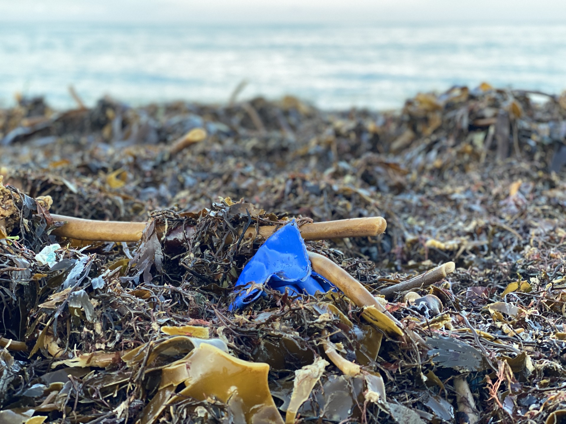 Small blue plastic amongst seaweed on a Suffolk beach.