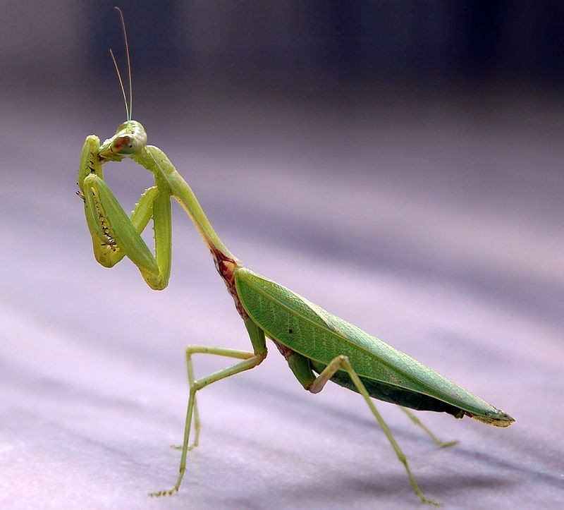 A large and beautiful green Prey Mantis