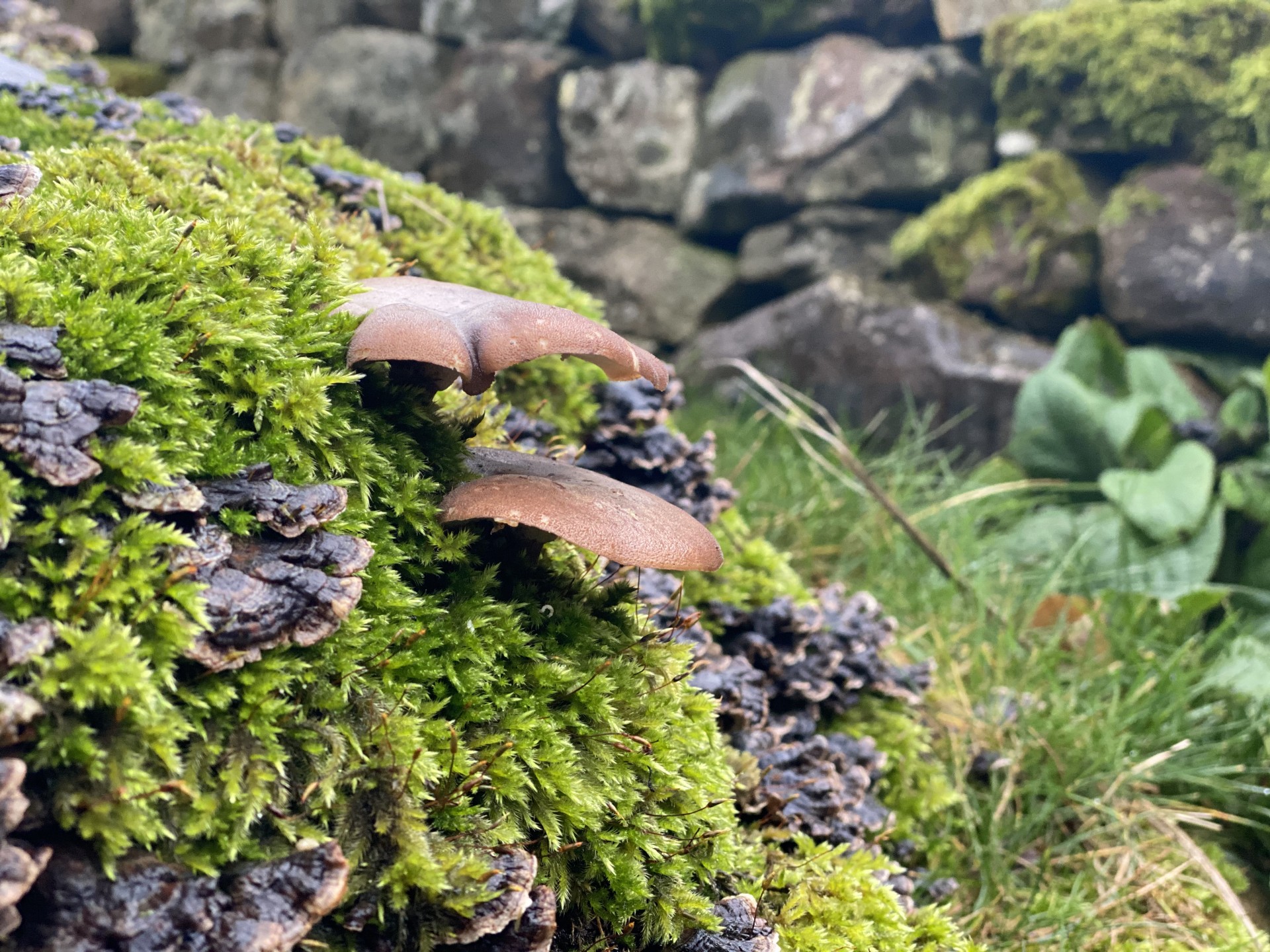 Botany sampling included with our field collecting.