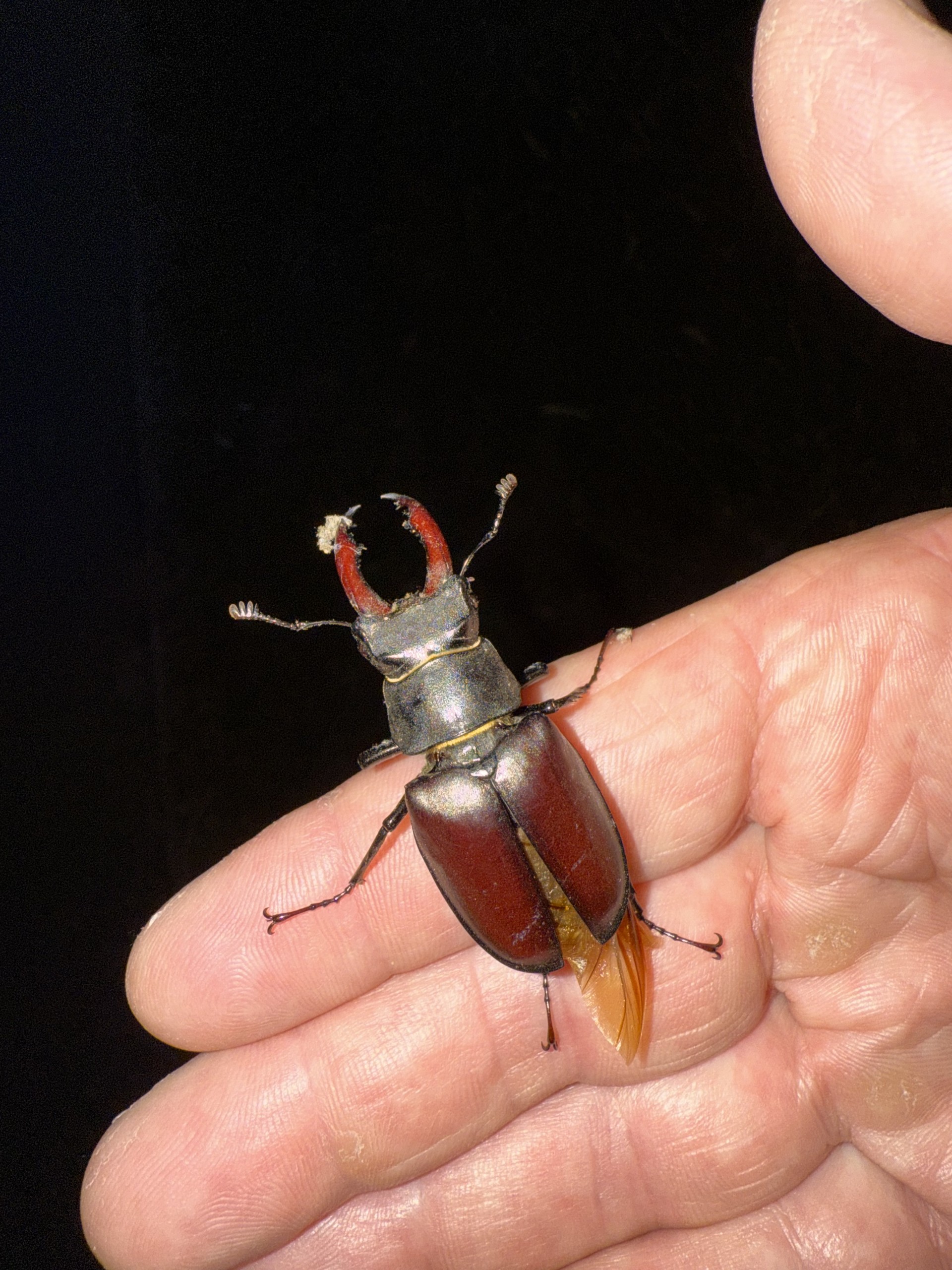 Observing live specimens in the field on the Introduction to Field Entomology course in Suffolk.