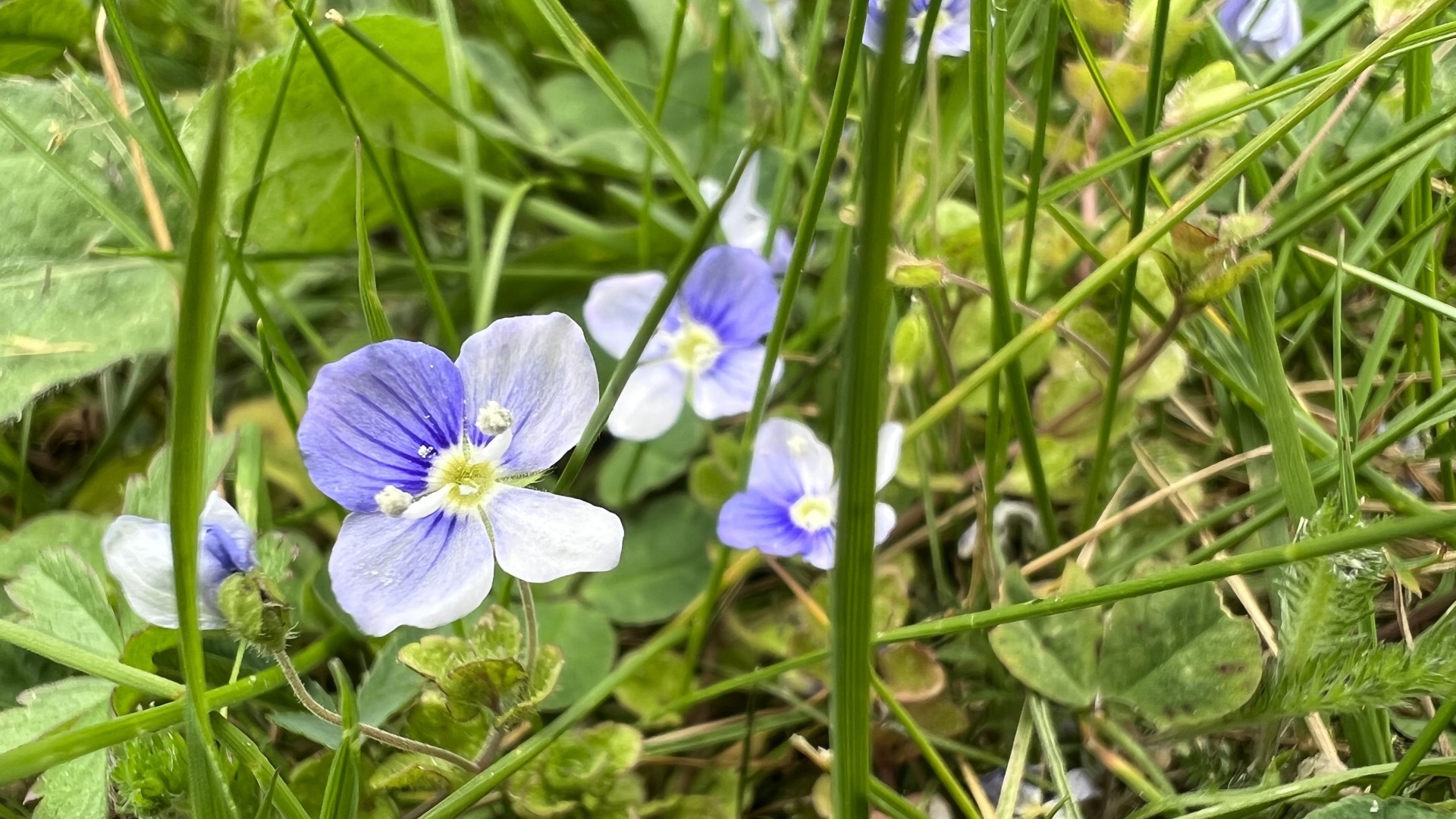 Commelina communis commonly known as the Asiatic Dayflower.