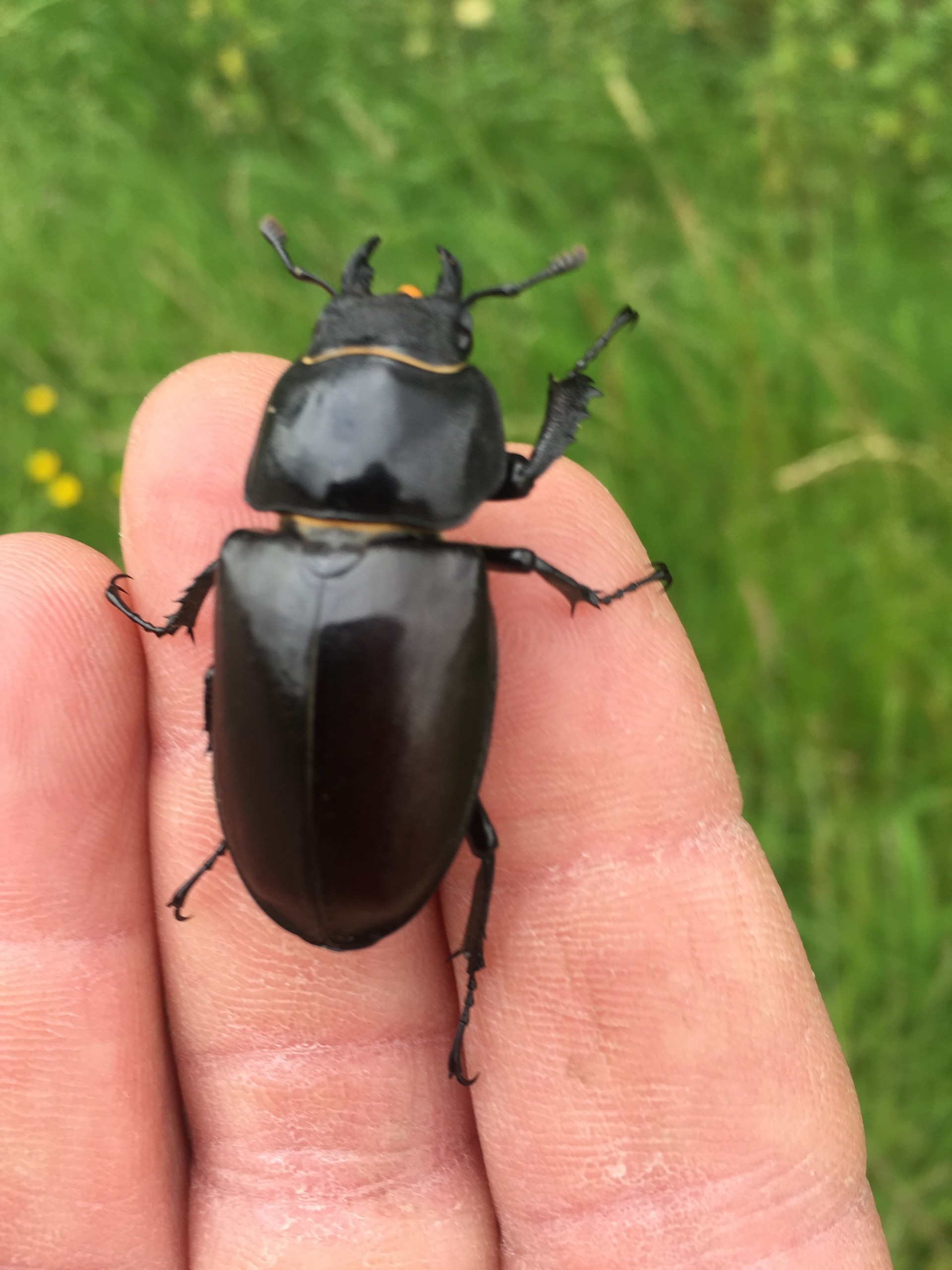 British stag beetle conservation and field study entomology course in Suffolk with NOMAD Sea Kayaking.