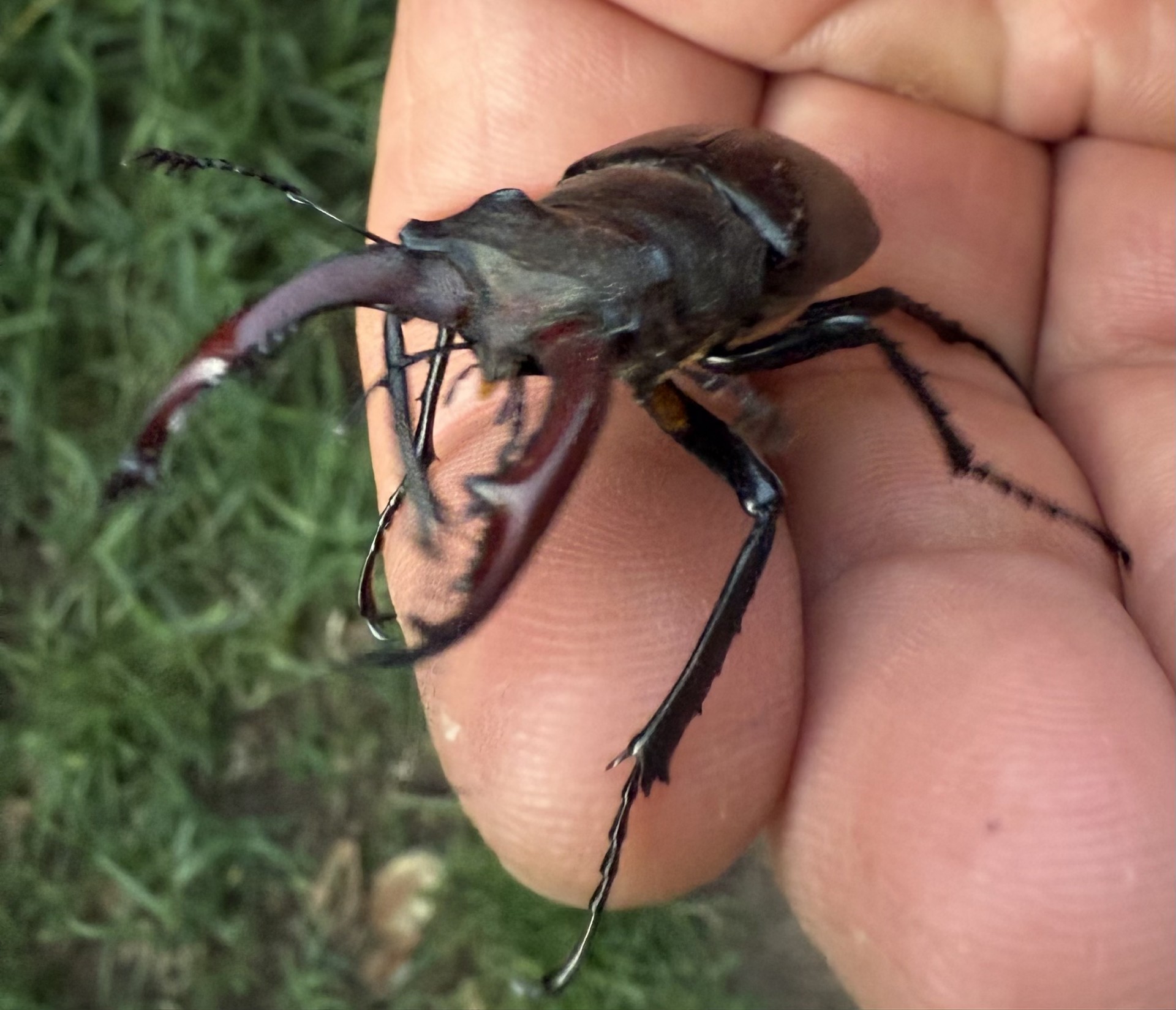 British Stag Beetle Field Study with NOMAD Sea Kayaking.