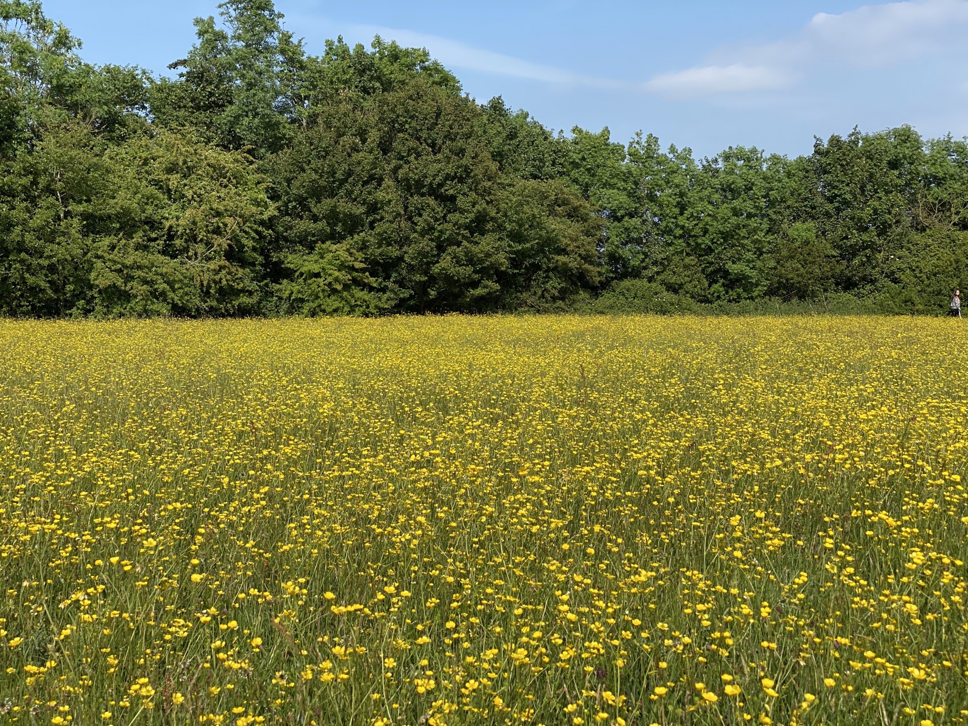 A wildflower meadow in Clopton, Suffolk.