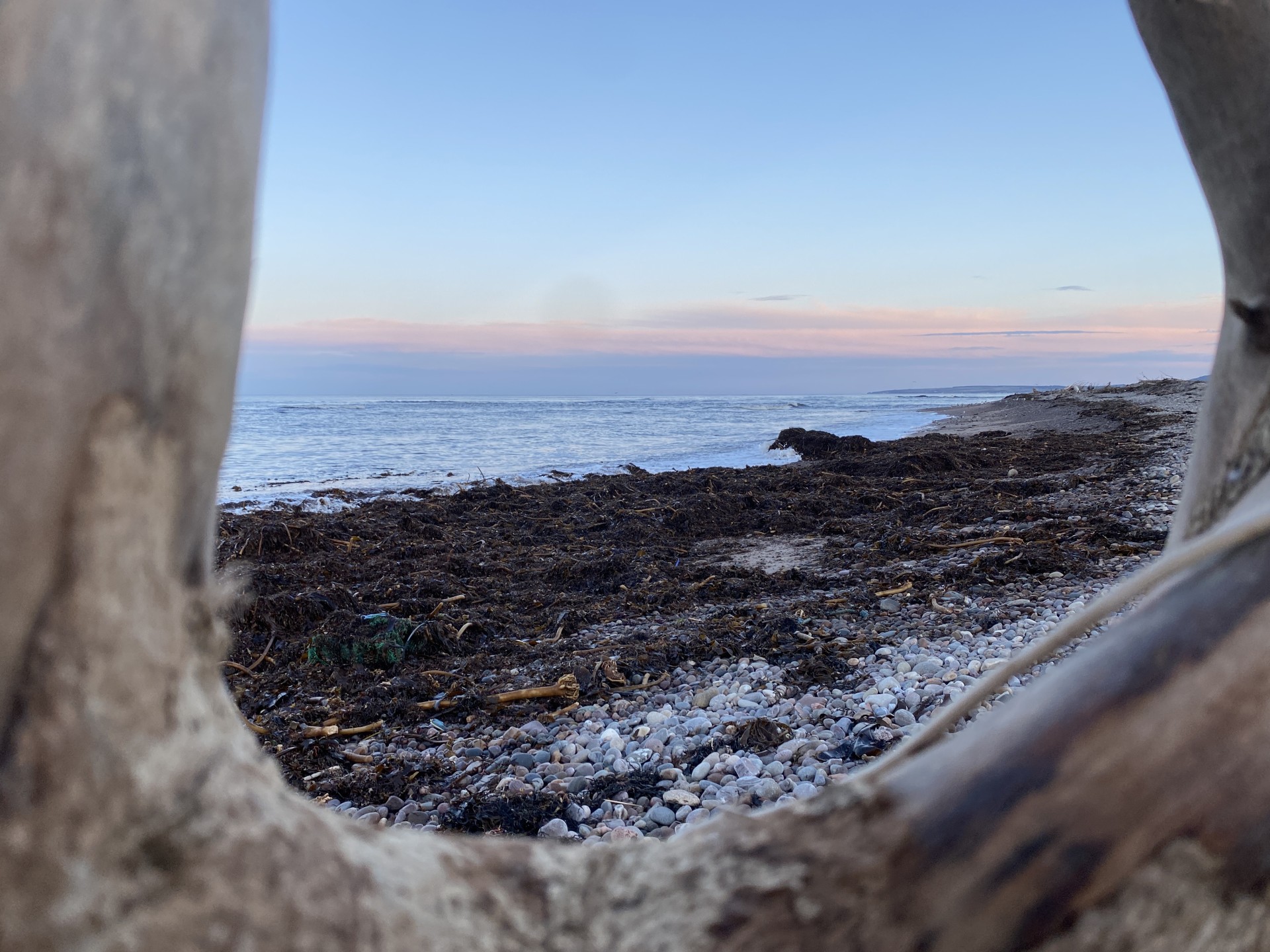 Kelp covered shingle beach with blue sky.