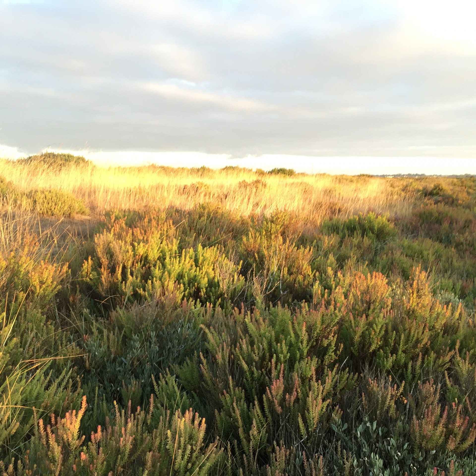 Beautiful light on the grass before sunset.