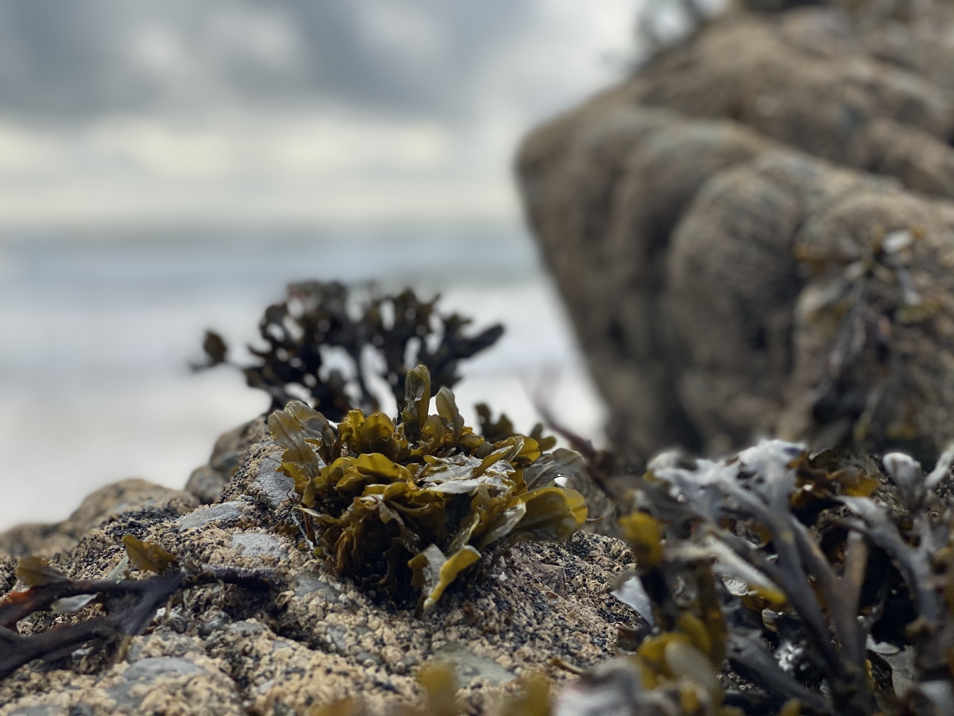 Seaweeds on rocks.