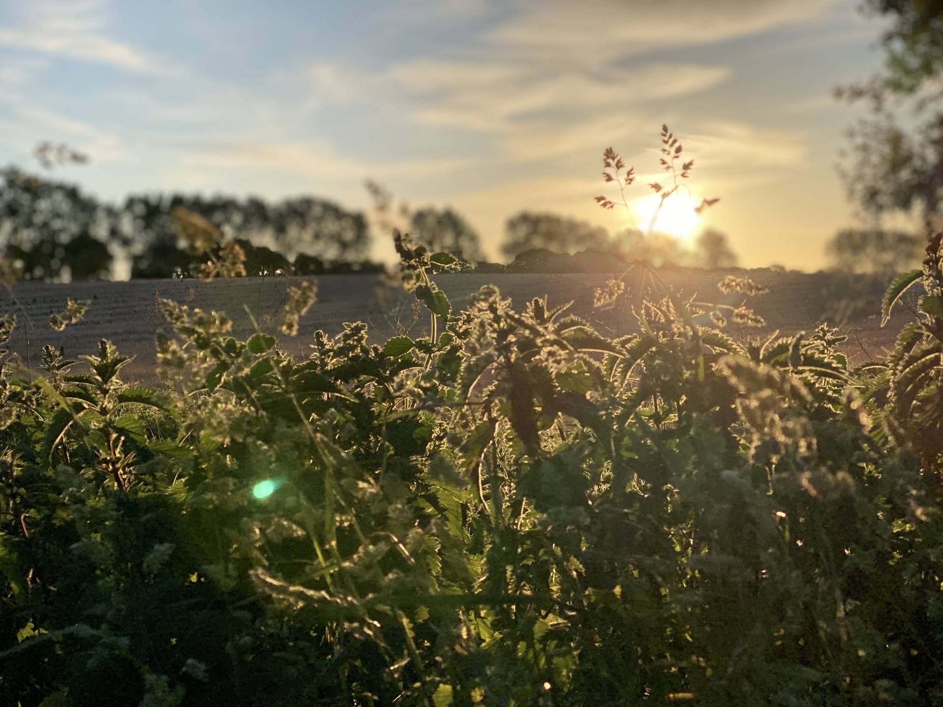 /storage/Sunrise over a bramble patch in Suffolk.