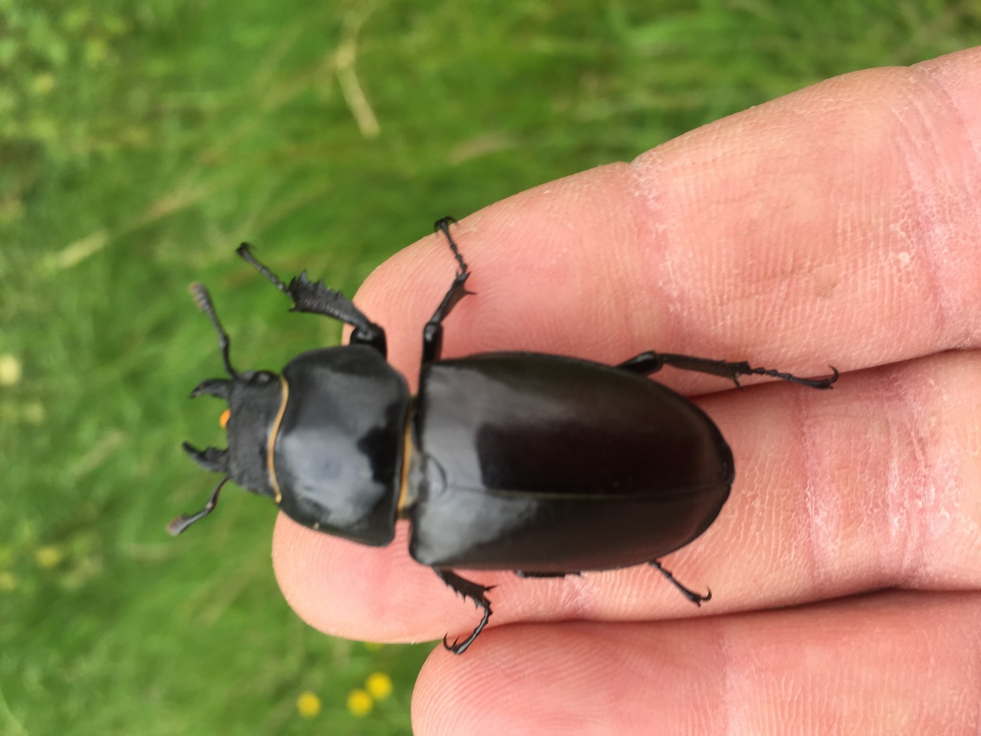 /storage/Surveying Stag beetles (Lucanus Cervus) NOMAD Community Projects