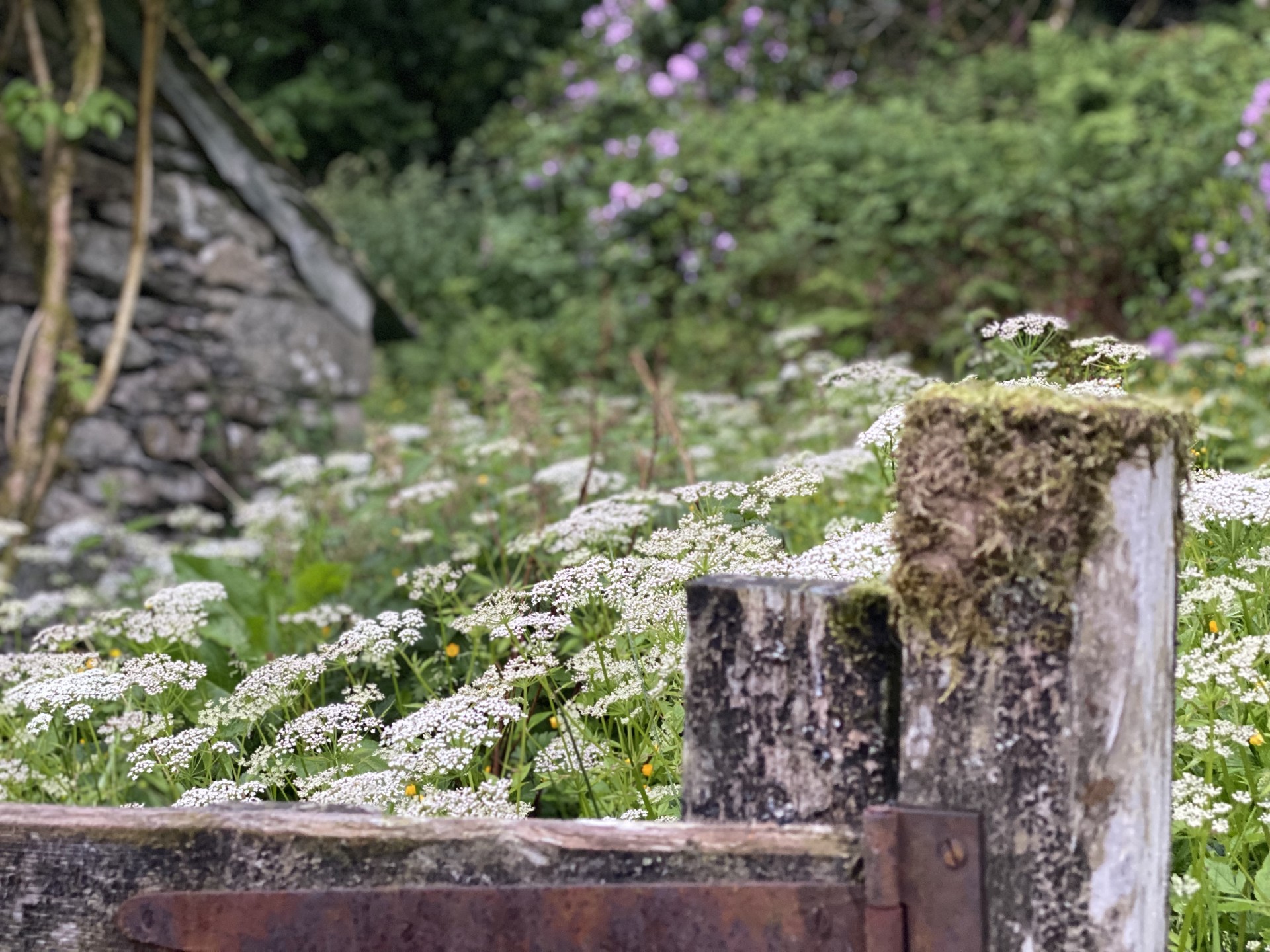 An old wooden fence with wildflowers in the background.