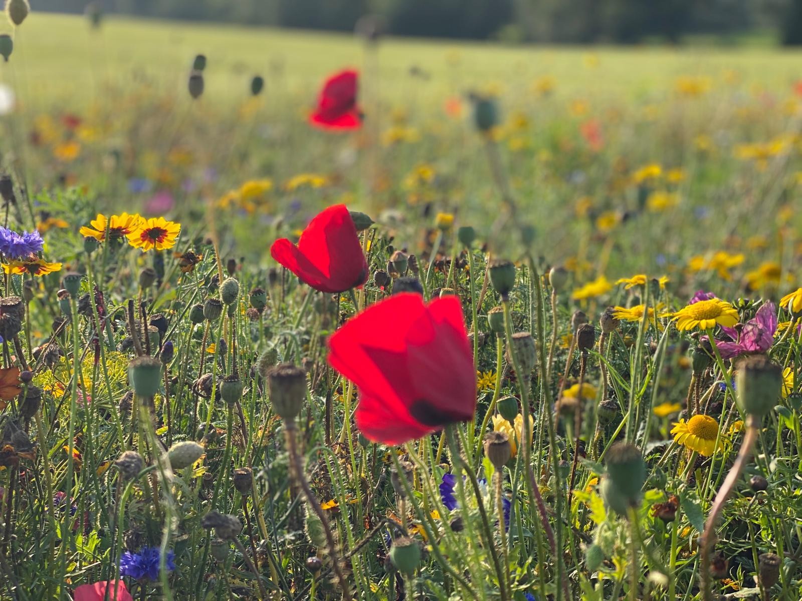 A beautiful wild flower meadow in Suffolk.