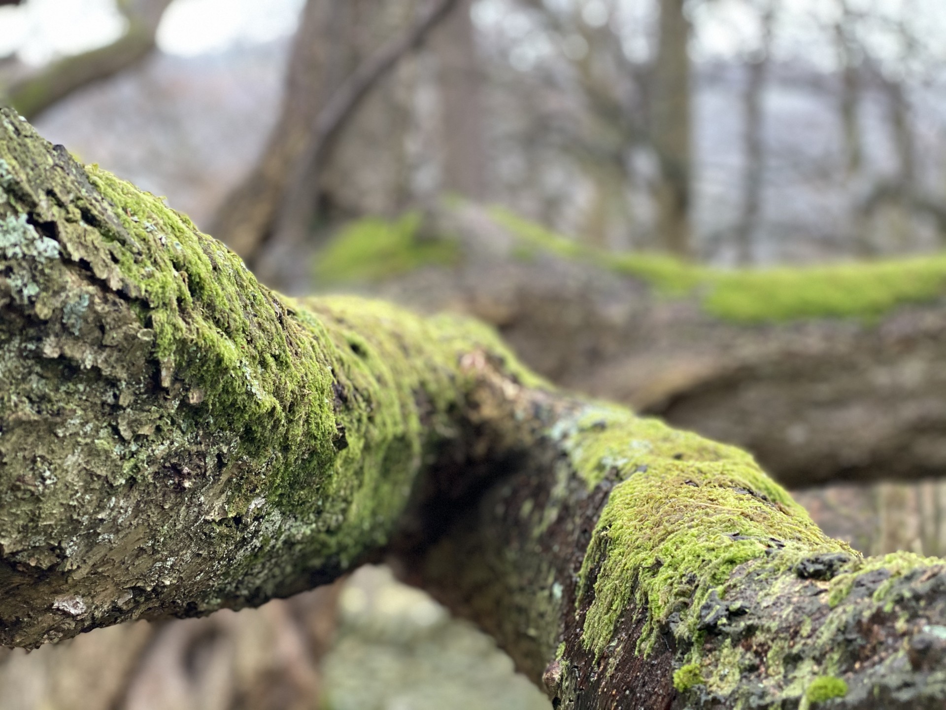 Tree branch with moss & lichen cover.