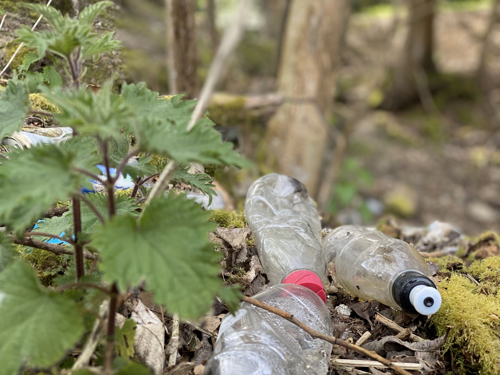 Plastic bottles lying amongst green undergrowth.
