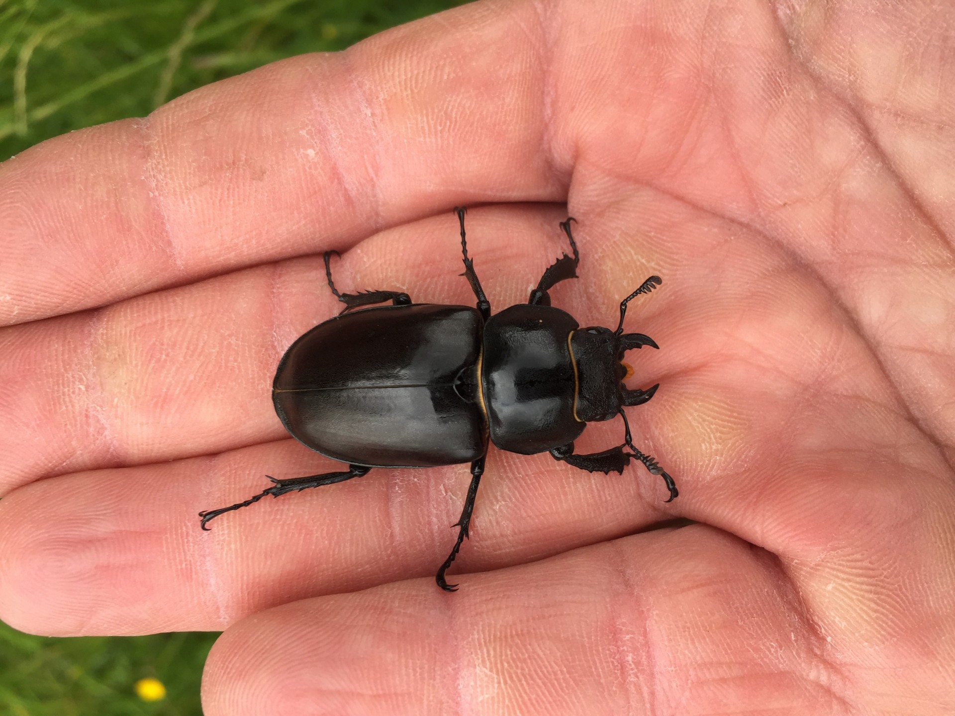 Surveying Coleoptera (beetles) for national database.