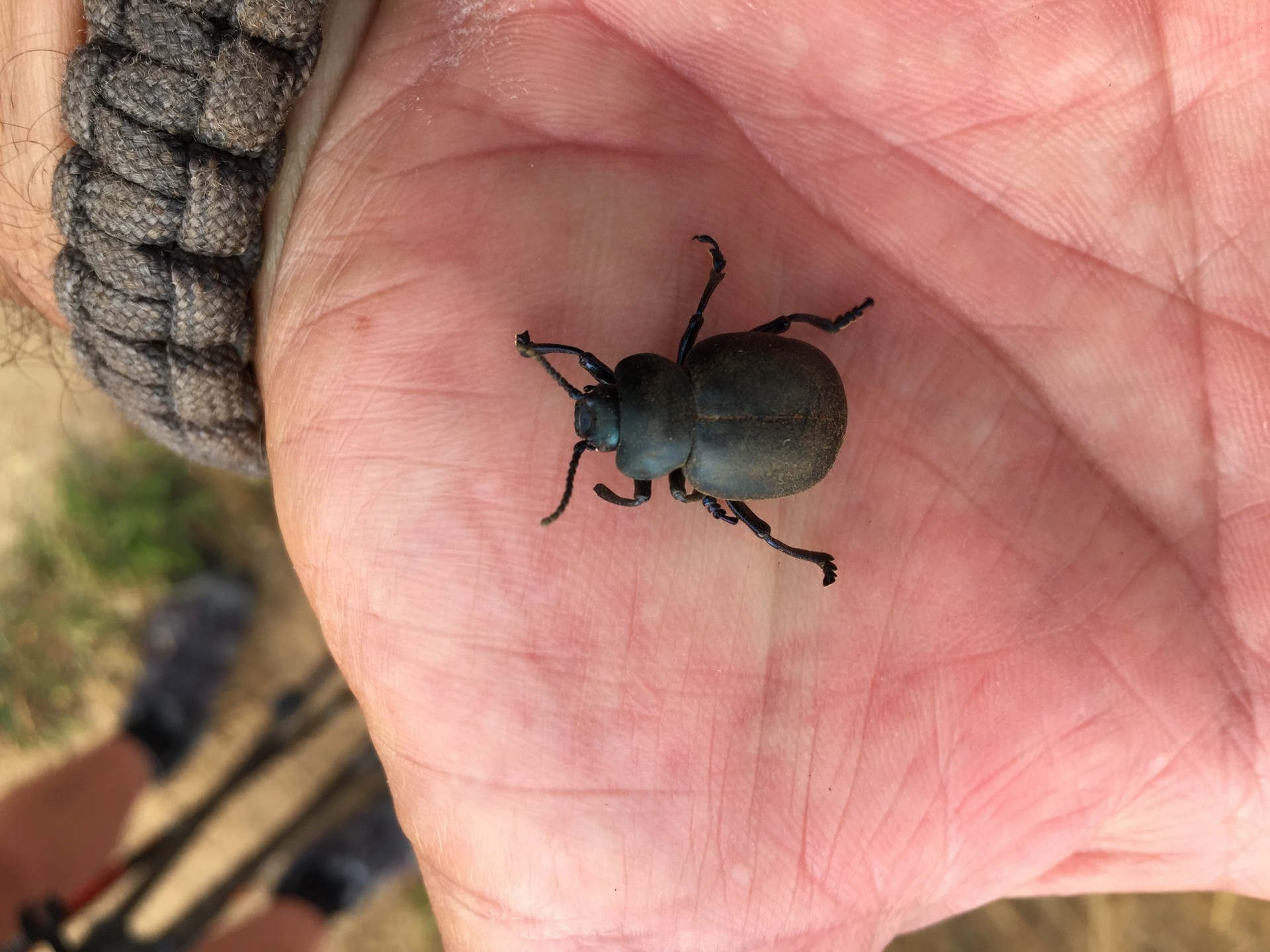 Bloody Nose beetle collected near Dunwich in Suffolk.