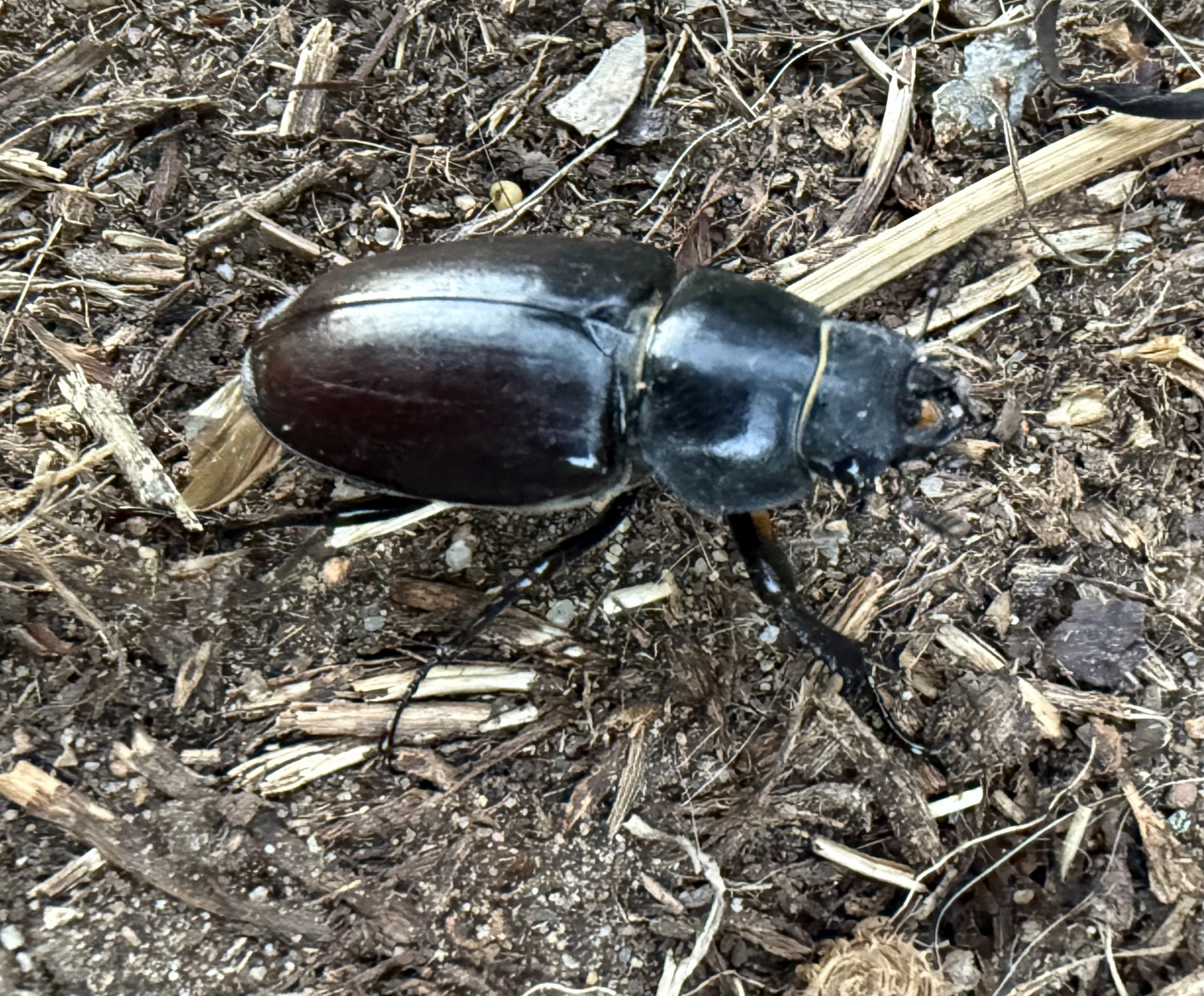Female British Stag Beetle on the NOMAD Introduction to Field Entomology course in Suffolk.
