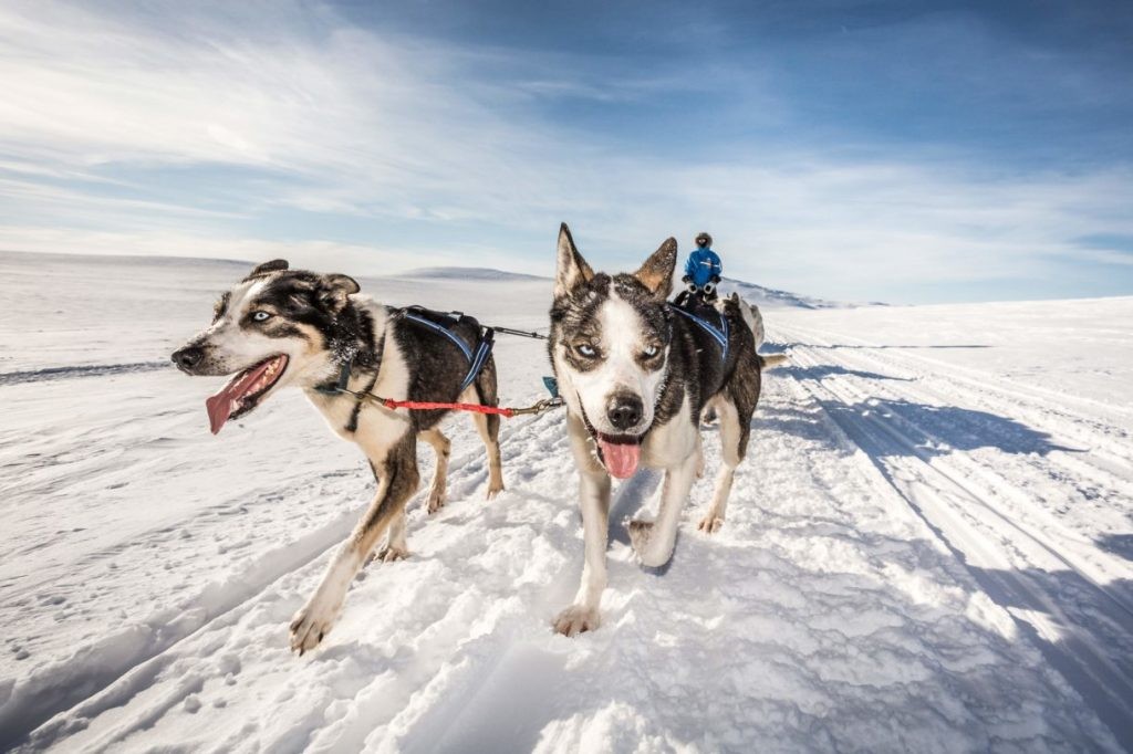 /storage/Huskies pulling a sled through Arctic snow with Fjallraven Polar.