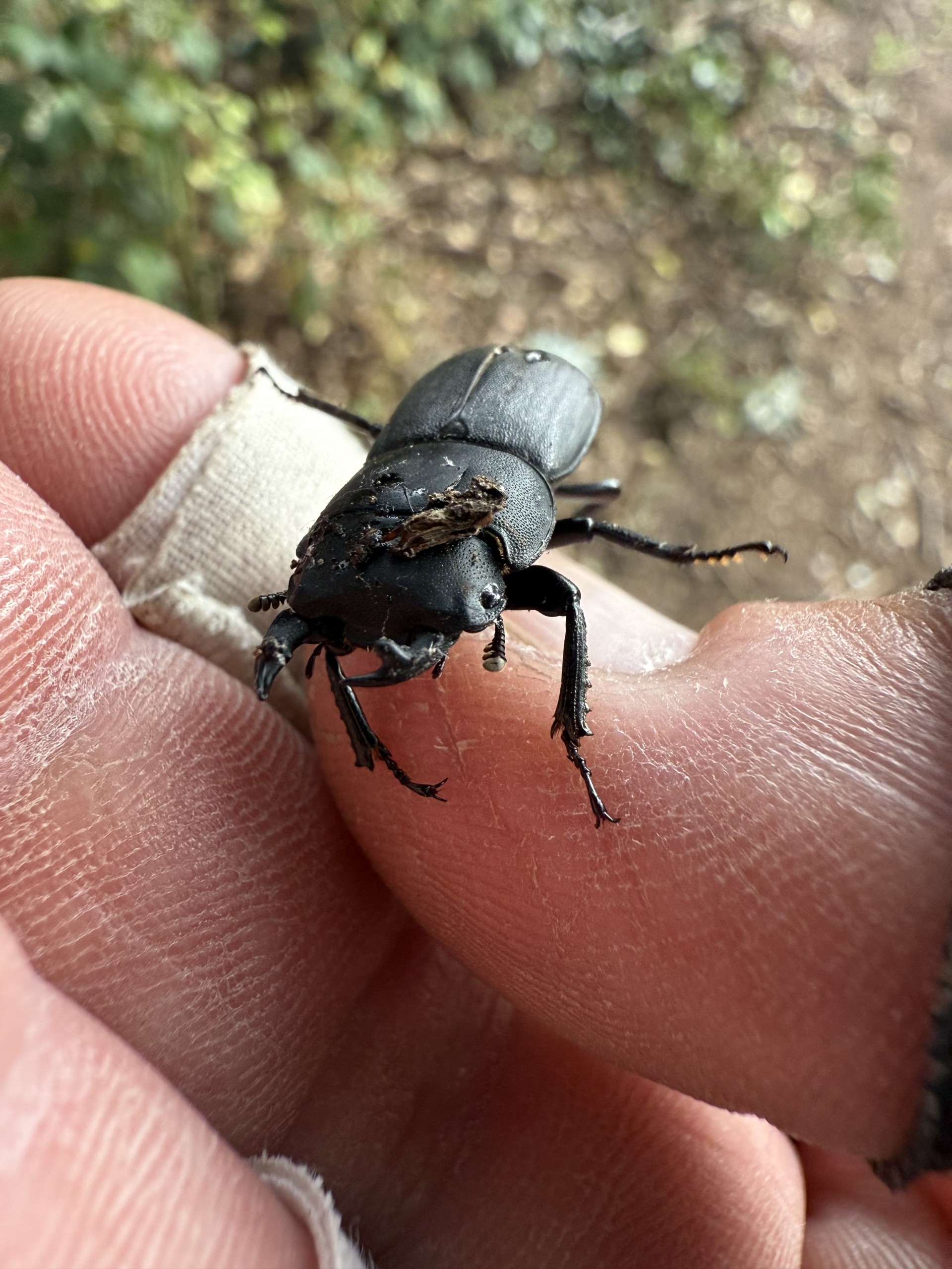 Dorcus beetle on the Introduction to Entomology course in Suffolk -  www.nomadseakayaking.co.uk
