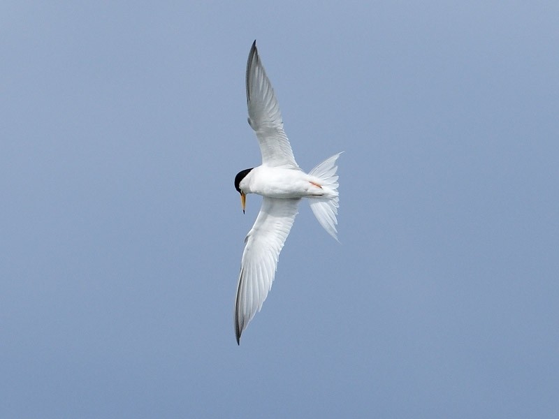 Little Tern on the wing