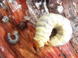 Stag beetle larvae grub