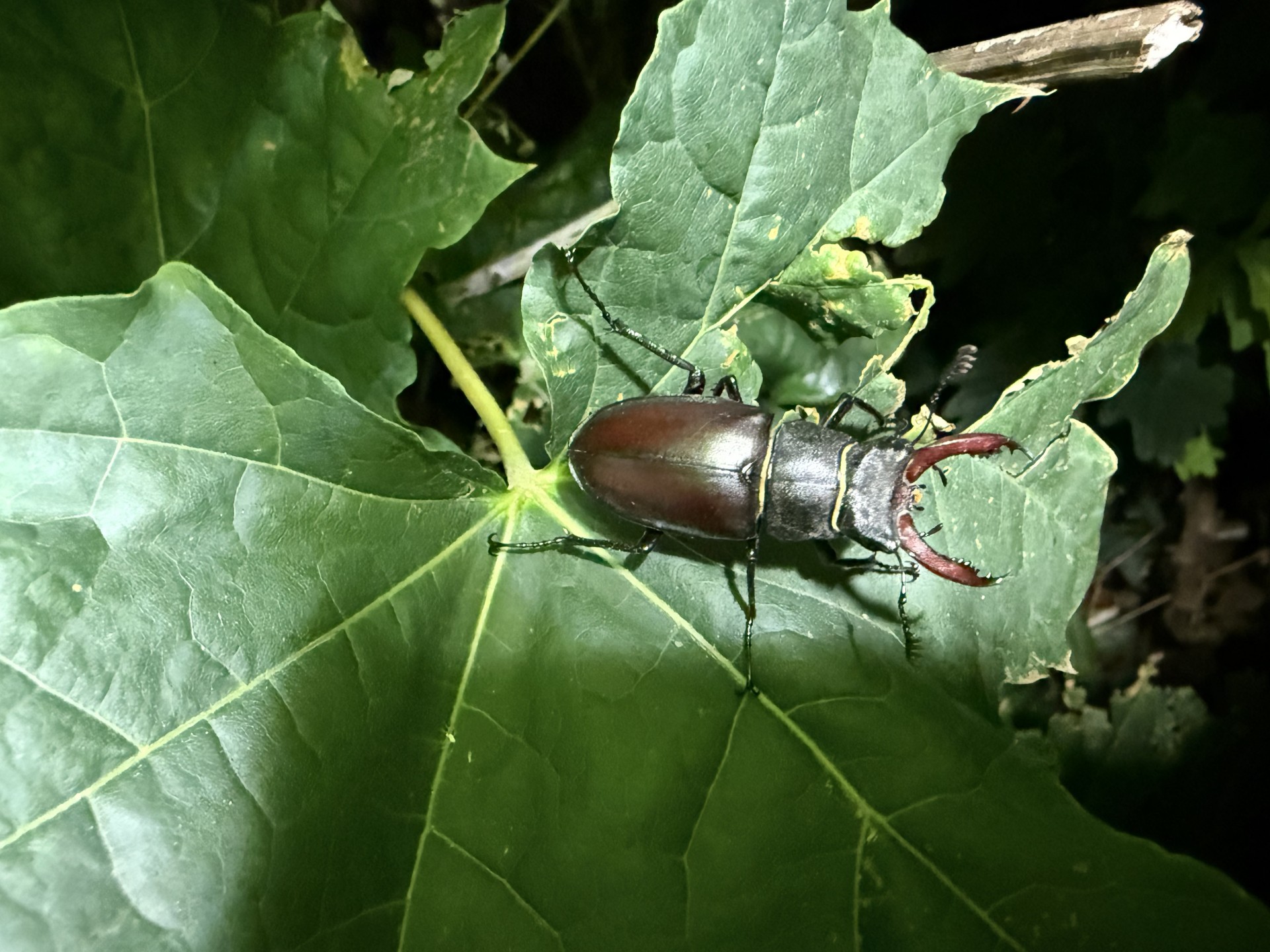 Entomolgy insect courses in Suffolk & digital resources Entomology Club with NOMAD Sea Kayaking.