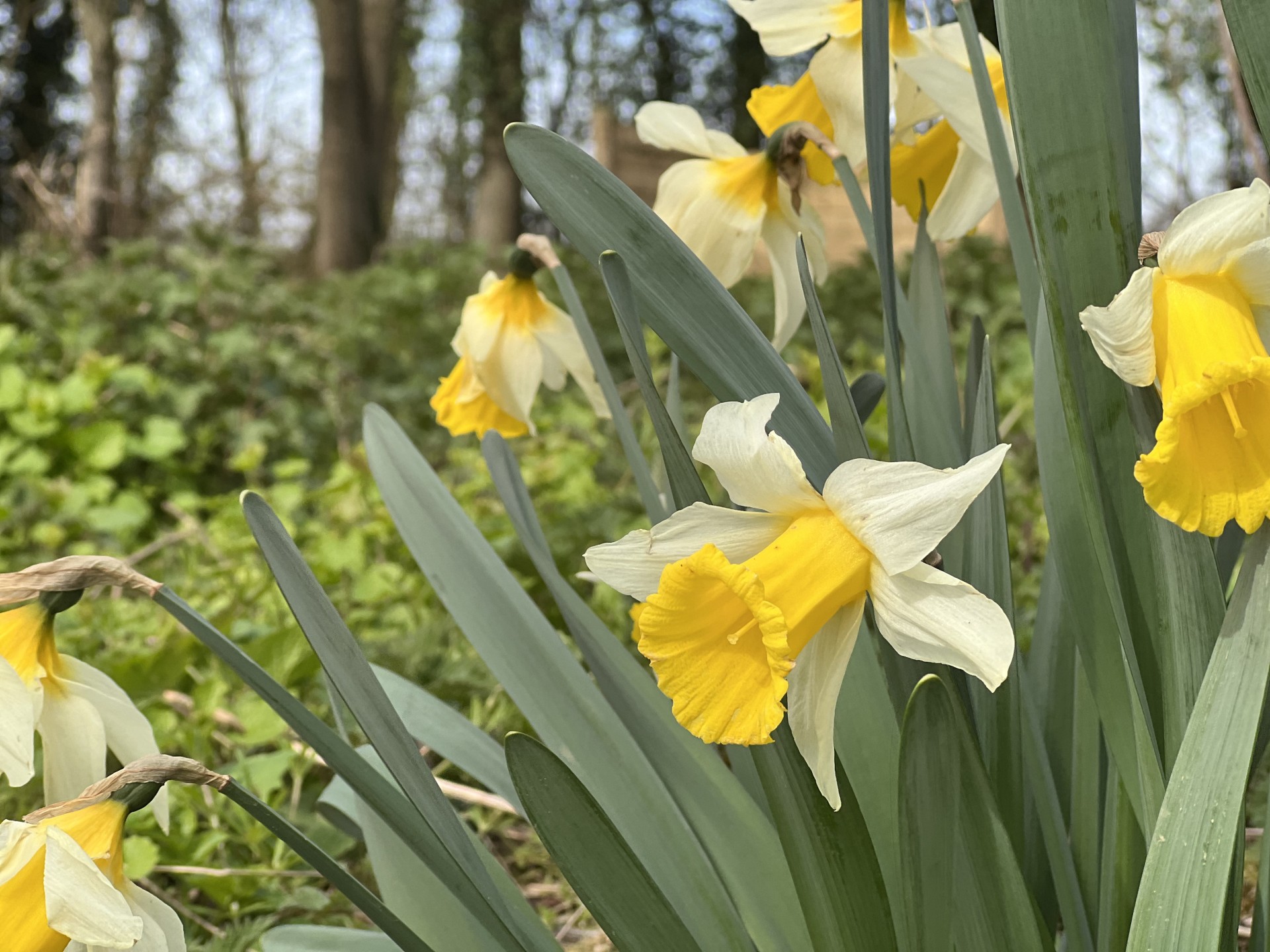Daffodils at Hollyhocks Private Eco Retreat glamping site in Suffolk.