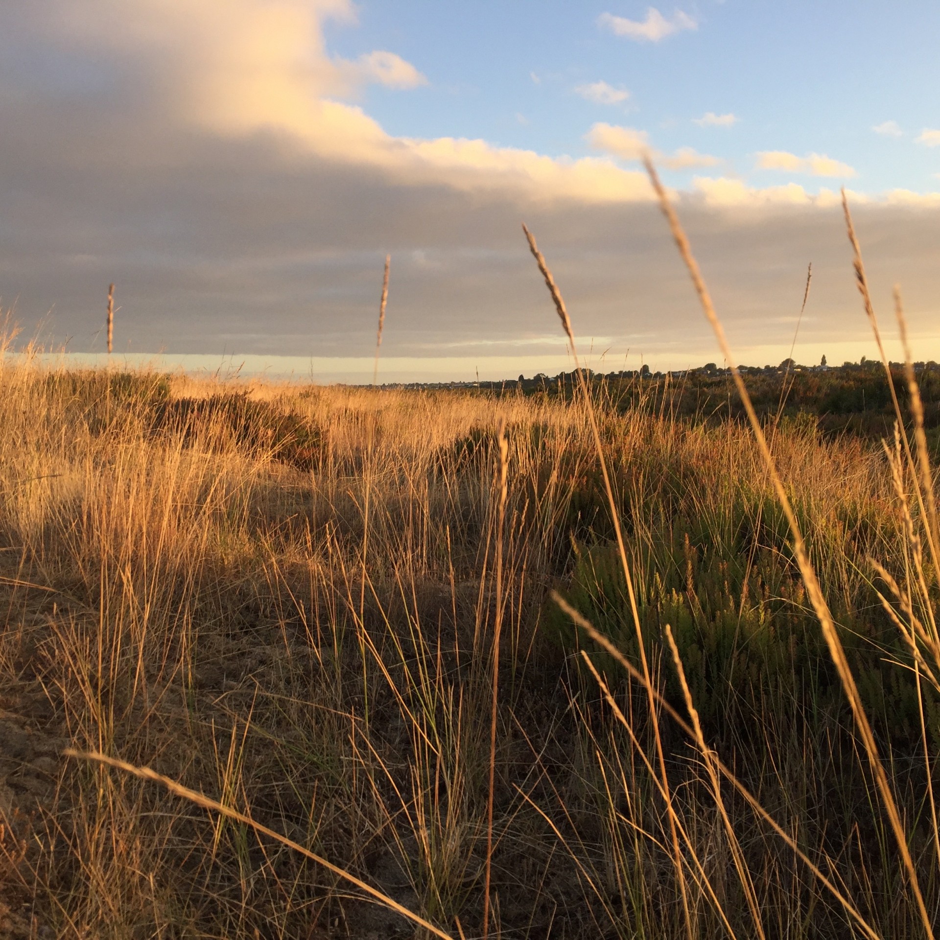 Long grassland of Suffolk.