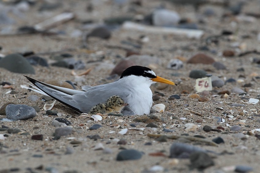 Little Tern nesting on open beaches which makes their eggs very vulnerable