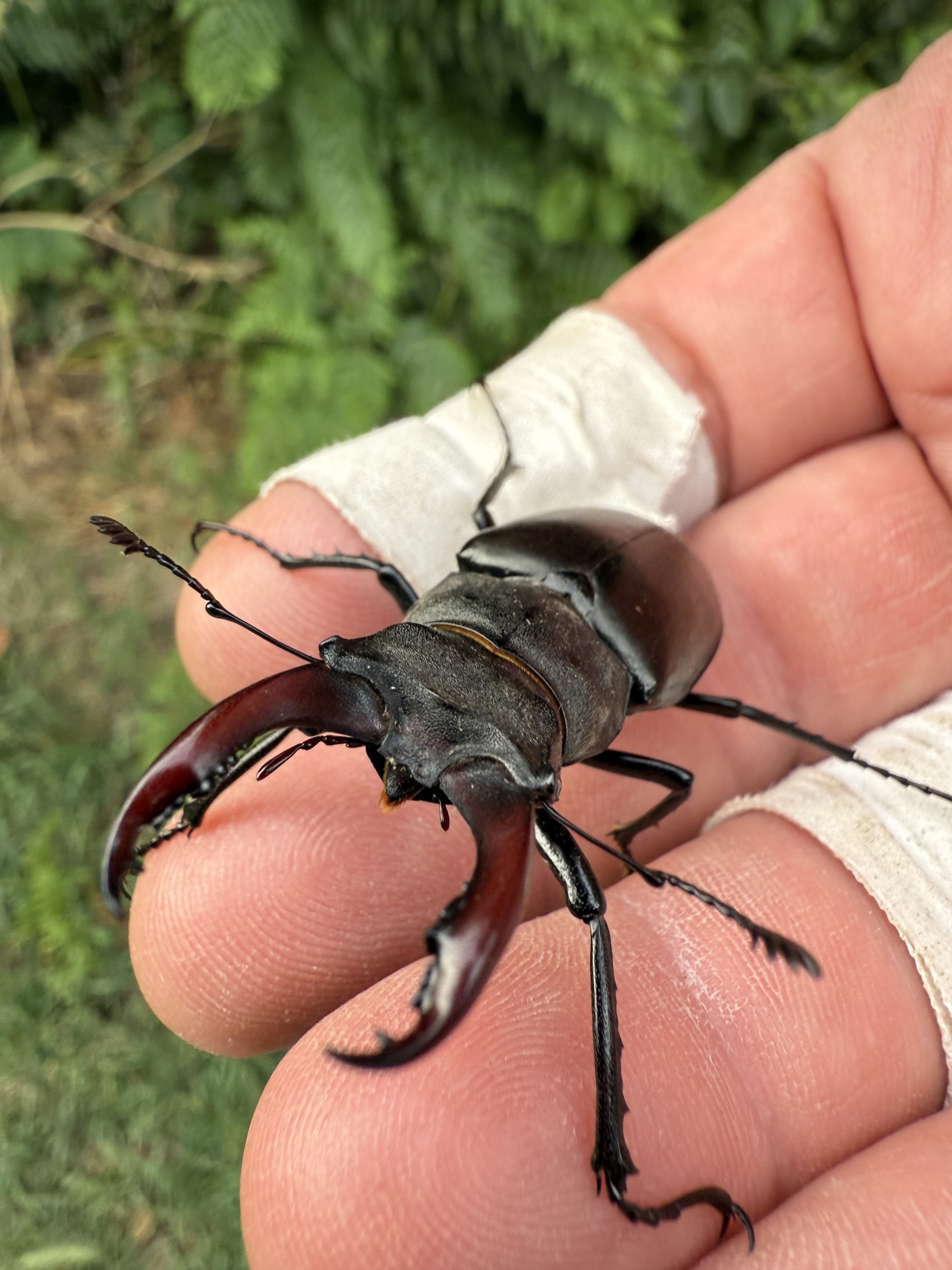 Lucanus cervus (male stag beetle) with NOMAD Sea Kayaking.